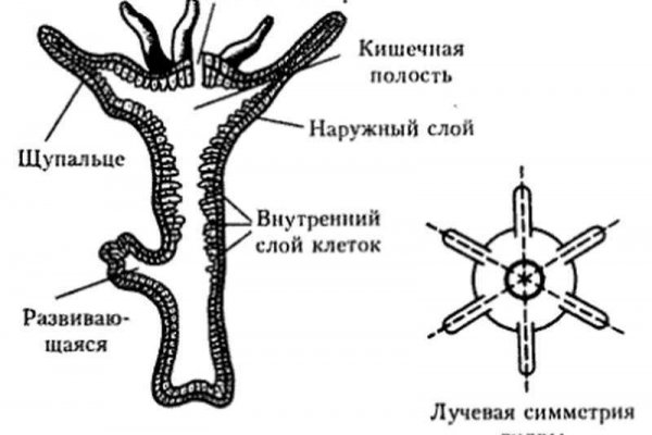 Onion ссылки даркнет